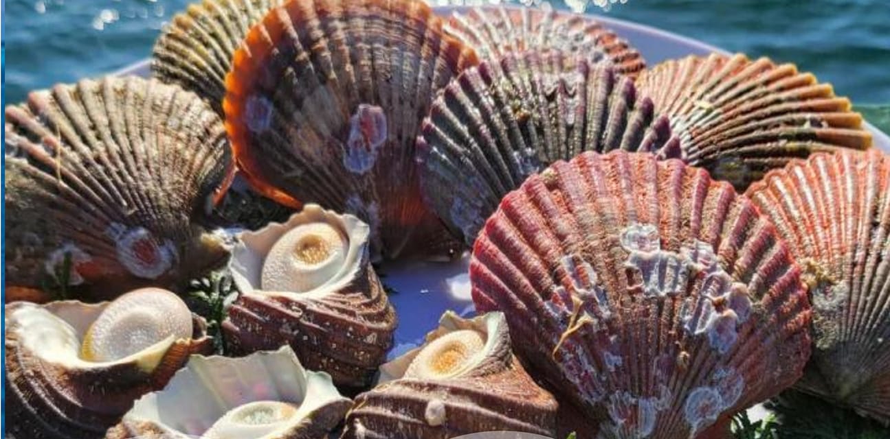 海鮮セット